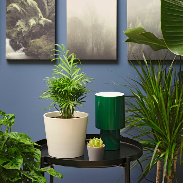 CHAMAEDOREA ELEGANS Plante en pot, Palmier nain, 6 "