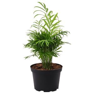 CHAMAEDOREA ELEGANS Plante en pot, Palmier nain, 6 "