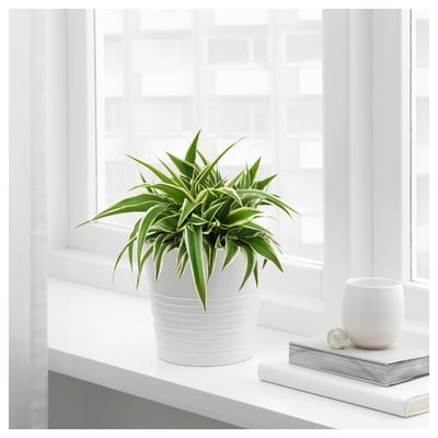CHLOROPHYTOM VARIEGATUM Plante en pot, plante araignée, 5 "