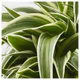 CHLOROPHYTOM VARIEGATUM Plante en pot, plante araignée, 5 "