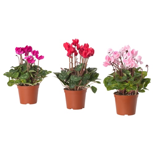 CYCLAMEN Plante en pot, cyclamen, 4 "
