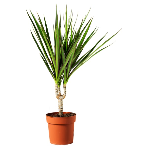 DRACAENA MARGINATA Plante en pot, dracaena marginata/1 tige, 4 ¼ "