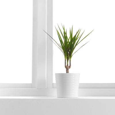 DRACAENA MARGINATA Plante en pot, dracaena marginata/1 tige, 4 ¼ "