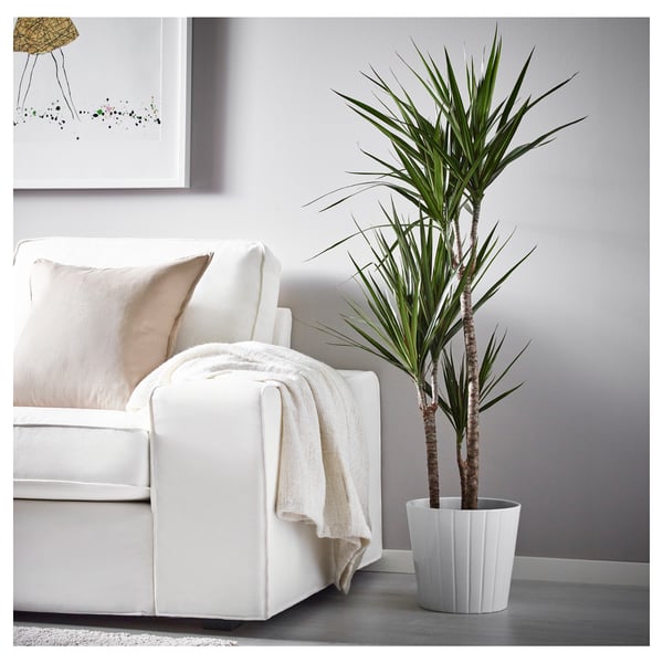 DRACAENA MARGINATA Plante en pot, dracaena marginata/3 tiges, 8 "