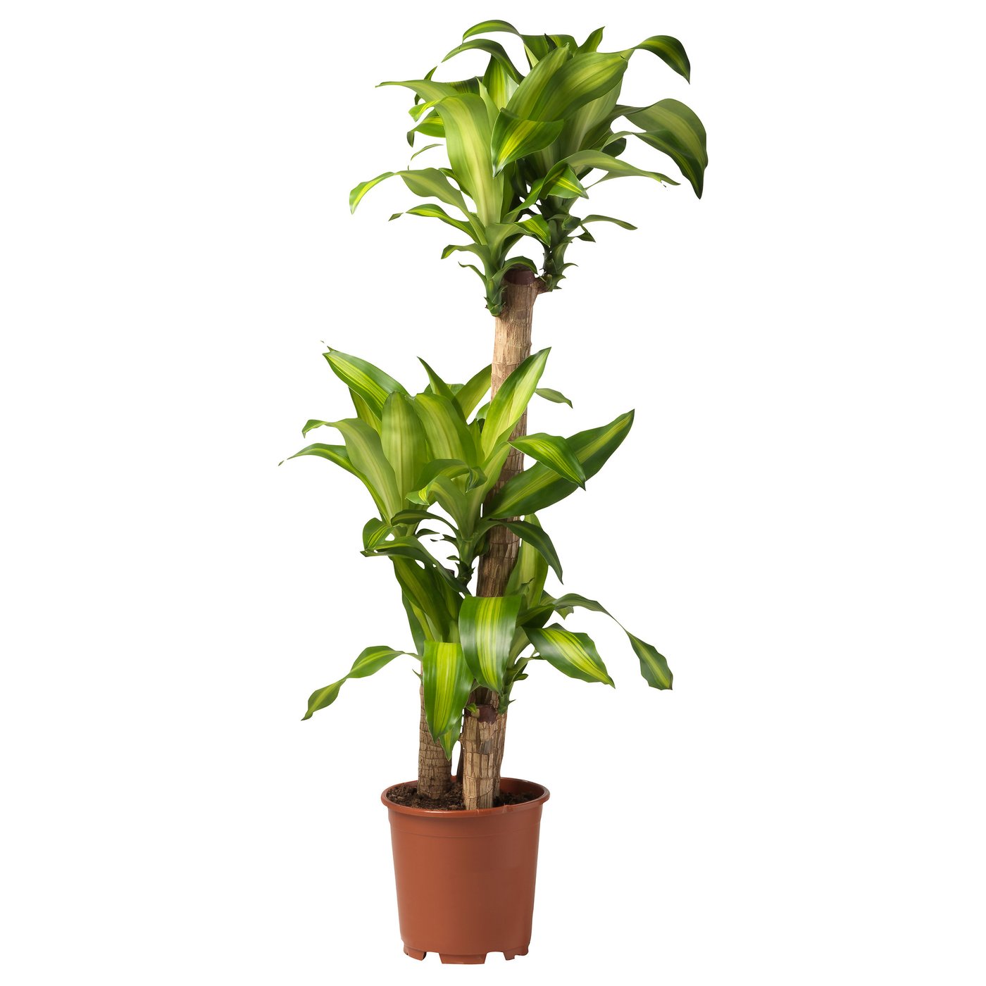 DRACAENA MASSANGEANA Plante en pot, DRACAENA FRAGRANS MASSANGEANA/2 tiges, 9 ½ "