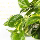 EPIPREMNUM Plante en pot, pothos doré, 6 "