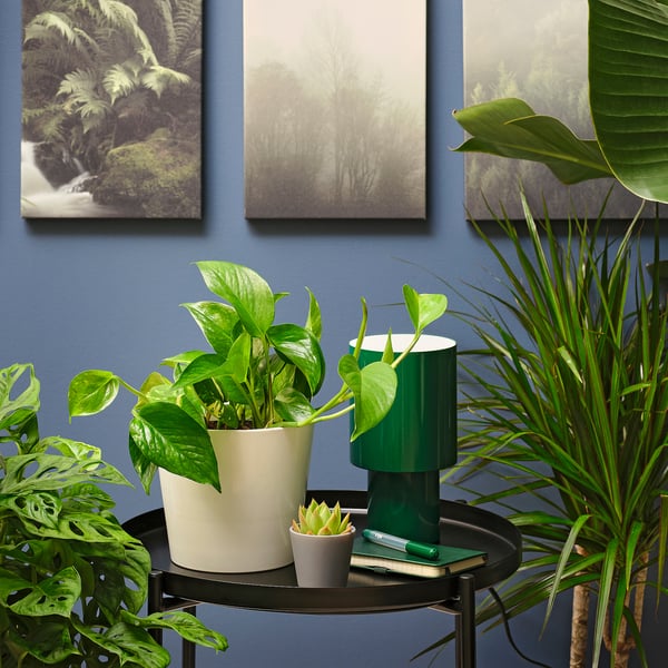 EPIPREMNUM Plante en pot, pothos doré, 6 "