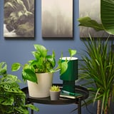 EPIPREMNUM Plante en pot, pothos doré, 6 "