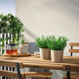 FEJKA Plante artificielle en pot, intérieur/extérieur/romarin, 3 ½ "