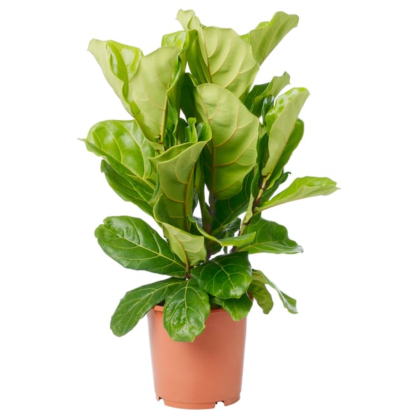 FICUS LYRATA Plante en pot, figuier lyre, 9 ½ "