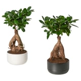 FICUS Plante avec vase, bonsaï/couleurs variées, 5 ½ "