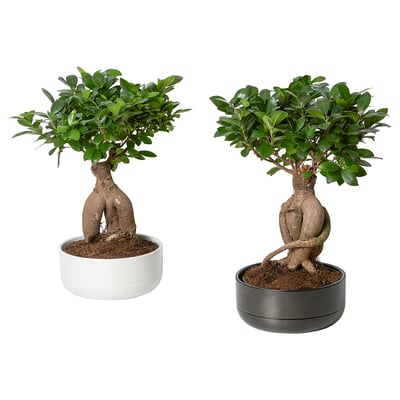 FICUS Plante avec vase, bonsaï/couleurs variées, 8 ¾ "