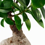 FICUS Plante avec vase, bonsaï/couleurs variées, 5 ½ "