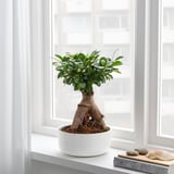 FICUS Plante avec vase, bonsaï/couleurs variées, 8 ¾ "