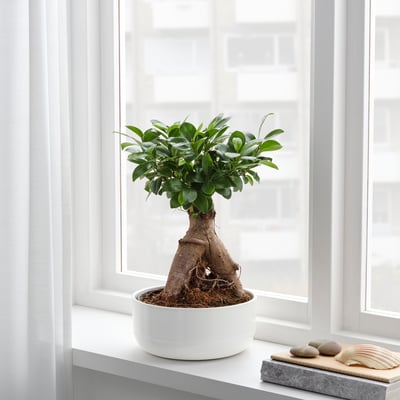 FICUS Plante avec vase, bonsaï/couleurs variées, 8 ¾ "