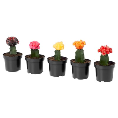 GYMNOCALYCIUM Plante en pot, GYMNOCALYCIUM MIHANOVICHII, 4 "