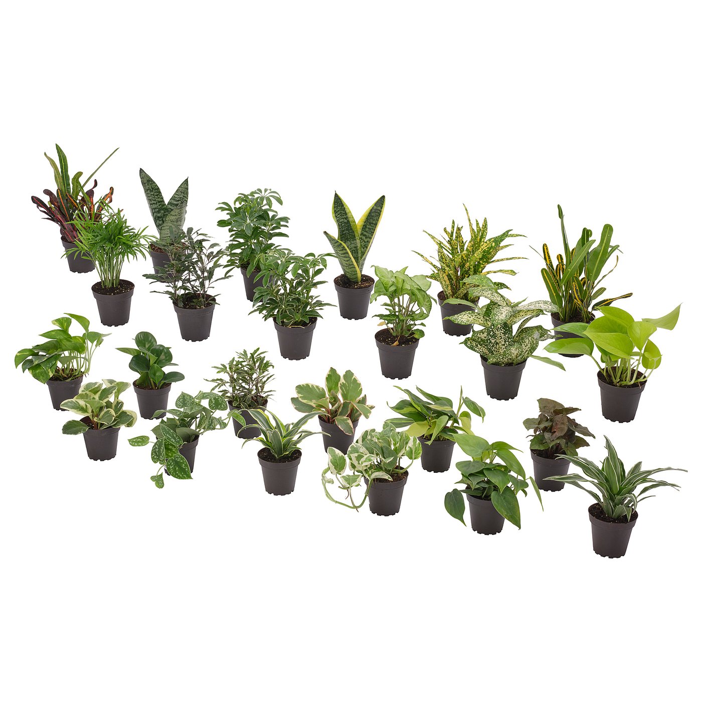 HIMALAYAMIX Plante en pot, variées plantes vertes avec feuilles, 4 "