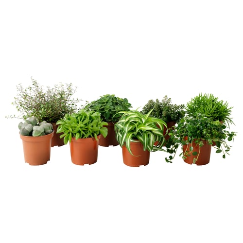 HIMALAYAMIX Plante en pot, variées plantes vertes avec feuilles, 4 "