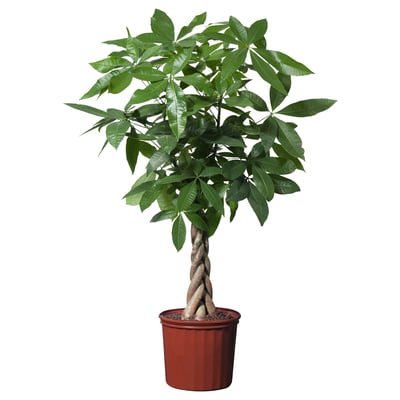 PACHIRA AQUATICA Plante en pot, Pachira, 10 "