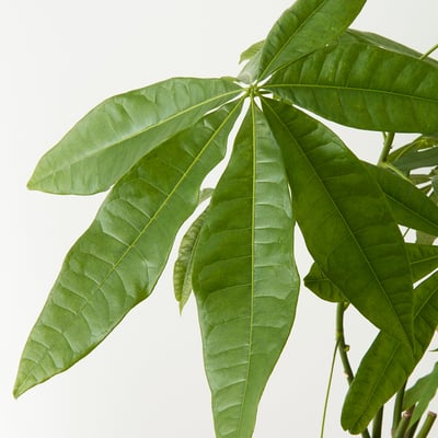 PACHIRA AQUATICA Plante en pot, Pachira, 5 "