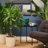 PACHIRA AQUATICA Plante en pot, Pachira, 10 "