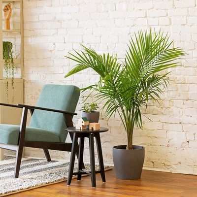 PALMMIX Plante en pot, variées, 9 ½ "