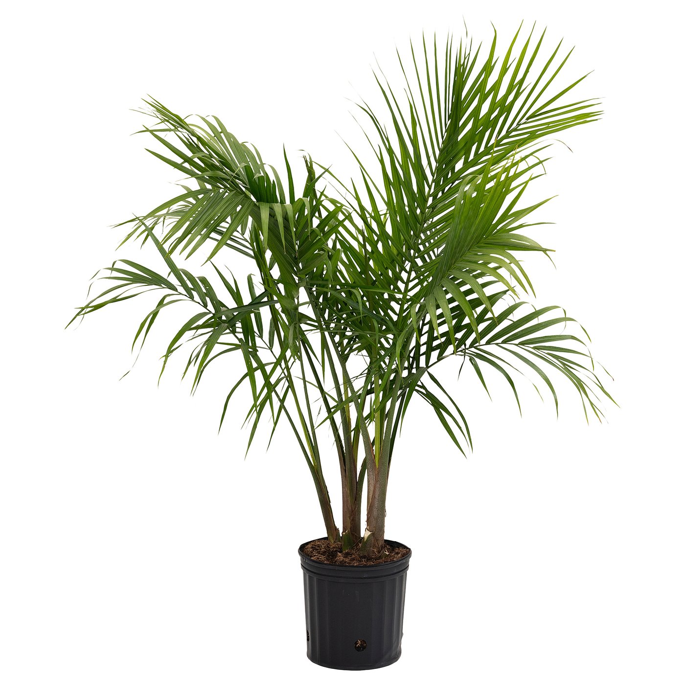 PALMMIX Plante en pot, variées, 9 ½ "