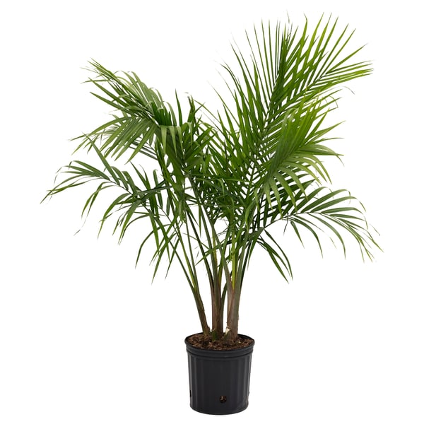PALMMIX Plante en pot, variées, 9 ½ "
