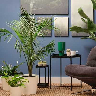 PALMMIX Plante en pot, variées, 9 ½ "