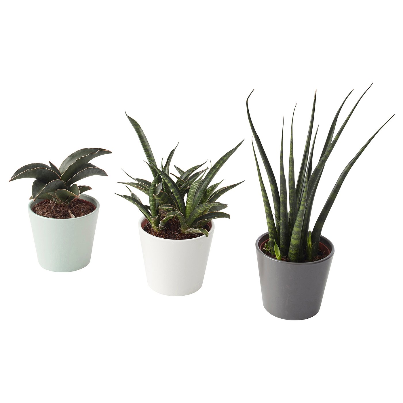 SANSEVIERIA plante avec vase, Sansevière cylindrique couleurs variées