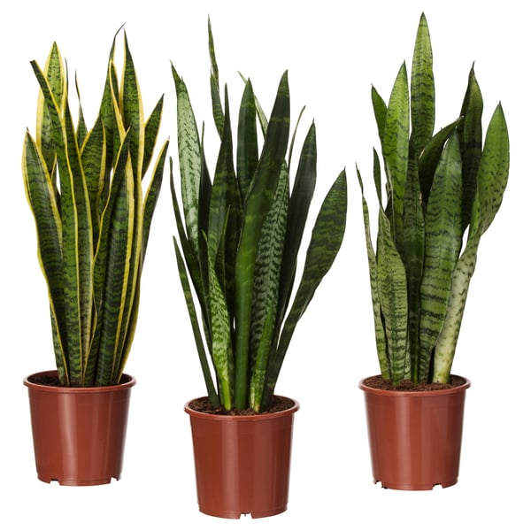 SANSEVIERIA TRIFASCIATA Plante en pot, sansevière, 6 "