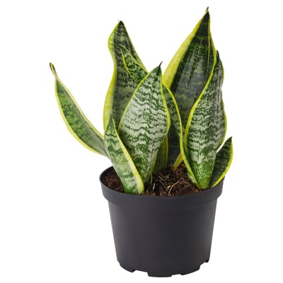 SANSEVIERIA TRIFASCIATA Plante en pot, sansevière, 6 "