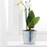 SOCKER Cache-pot, intérieur/extérieur/galvanisé, 4 ¼ "