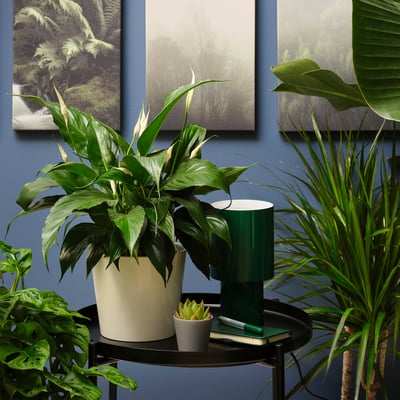 SPATHIPHYLLUM Plante en pot, Spathiphyllum cupido, 6 "