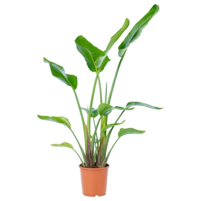 STRELITZIA Plante en pot, oiseau de paradis, 9 ¼ "