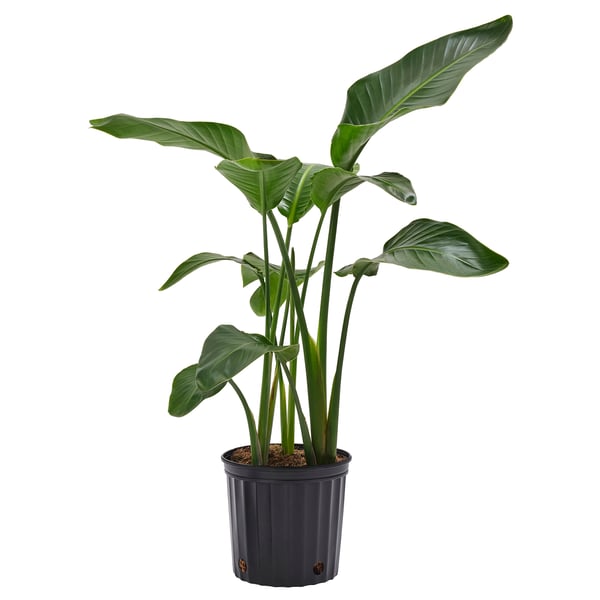 STRELITZIA Plante en pot, oiseau de paradis, 9 ¼ "