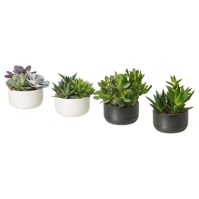 SUCCULENT Plante avec vase, composition/variées, 5 "