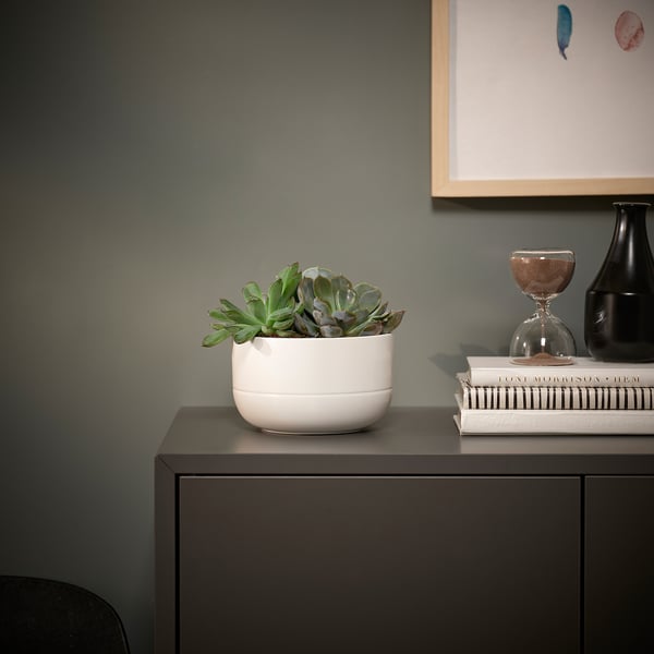 SUCCULENT Plante avec vase, composition/variées, 5 "