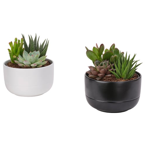 SUCCULENT Plante avec vase, composition/variées, 5 "