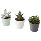 SUCCULENT Plante avec vase, variées/plante succulente, 2 ½ "