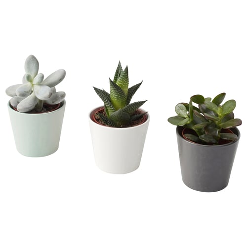 SUCCULENT Plante avec vase, variées/plante succulente, 2 ½ "