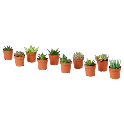 SUCCULENT Plante en pot, variées/plante succulente, 4 "