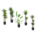 TROPISK Plante en pot, plante tropicale/variées, 12 "