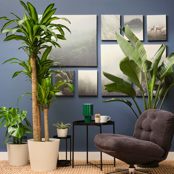 TROPISK Plante en pot, plante tropicale/variées, 12 "