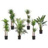 TROPISK Plante en pot, plante tropicale/variées, 12 "