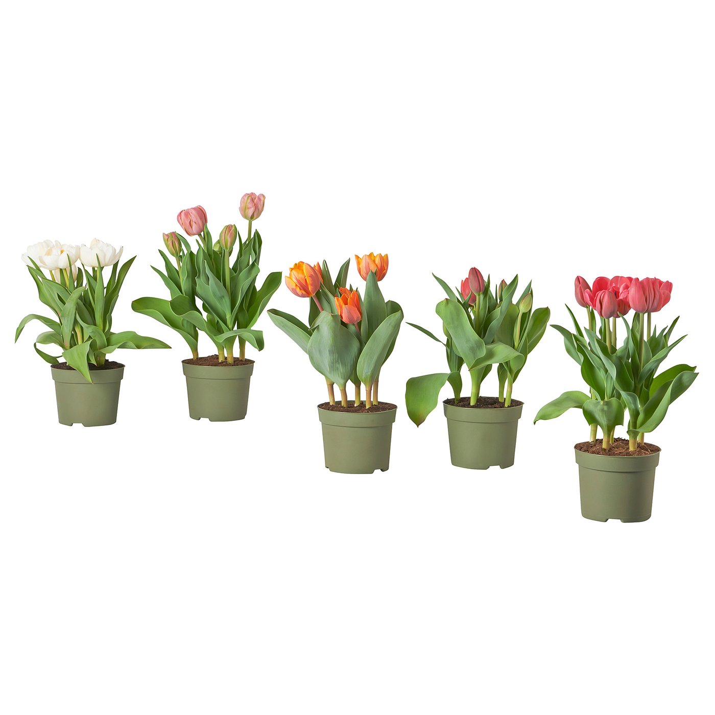 TULIPA Plante en pot, tulipe, 4 "