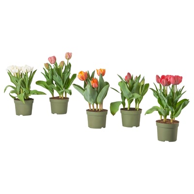 TULIPA Plante en pot, tulipe, 4 "