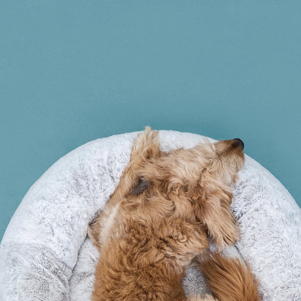 UTSÅDD Lit pour animal, gris clair, Moyen