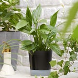 VÅRDTRÄD Pot avec réservoir, intérieur/extérieur transparent/anthracite, 4 ¾ "