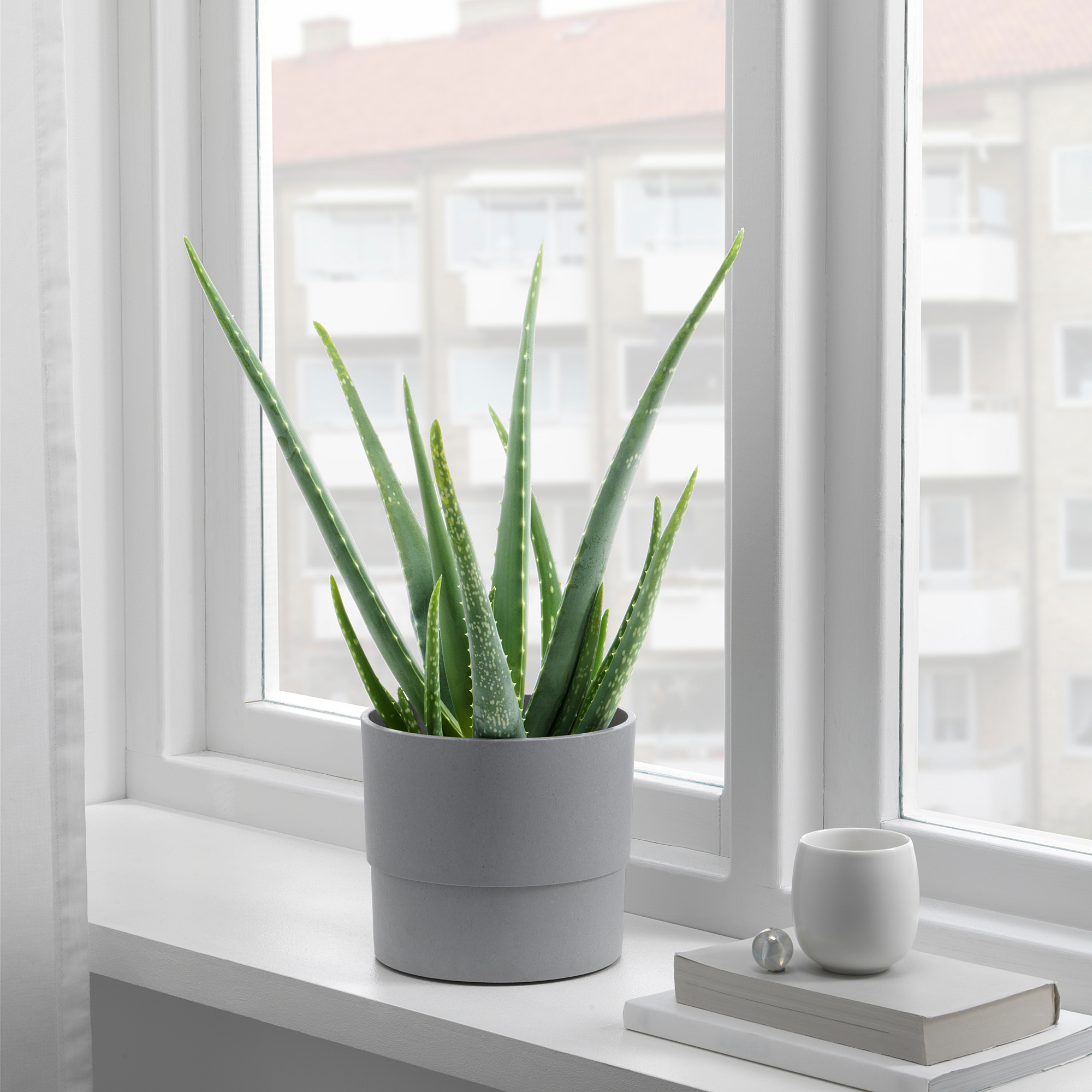 ALOE VERA Pflanze, Aloe Vera, 15 cm - IKEA Schweiz